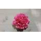 Rozet op clip fuchsia